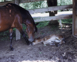 Kerrymor's Robin Hood as a young foal in 1996 with Cashela Bay. Kerrymor's Robin Hood as a young foal in 1996 with Cashela Bay.