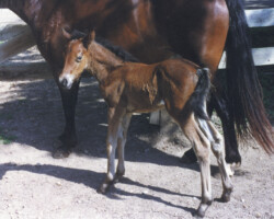 Kerrymor's Robin Hood as a young foal in 1996. Kerrymor's Robin Hood as a young foal in 1996.