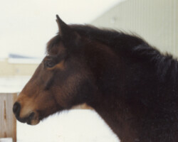 Round Robin's Easter Bonnet in the 1970s. Round Robin's Easter Bonnet in the 1970s.