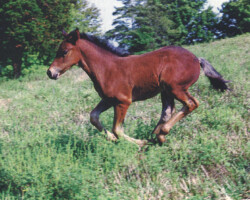Kerrymor's Robin Hood in 1996. Kerrymor's Robin Hood in 1996.