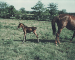 Kerrymor Prime Time with Flosie Turn in 1985 in Virginia.