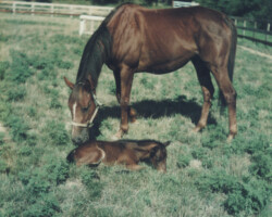 Kerrymor Prime Time with Flosie Turn in 1985 in Virginia.