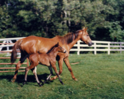 Kerrymor Prime Time with Flosie Turn in 1985 in Virginia.