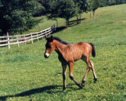 Kerrymor Prime Time in 1985 in Virginia.