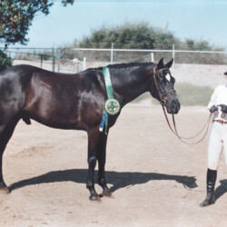 Kerrymor Spotlight as grand champion in conformation in 1986 at the West Coast Connemara Show.