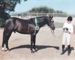 Kerrymor Spotlight as grand champion in conformation in 1986 at the West Coast Connemara Show.