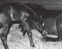Kerrymor Spotlight as a foal in 1982 with his dam, Timberlea's Easter Joy.