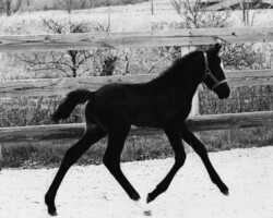 Kerrymor Spotlight as a foal in 1982.