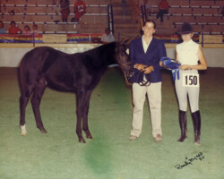 Kerrymor Spotlight wins the Connemara foal class at the St Louis National Charity Horse Show.