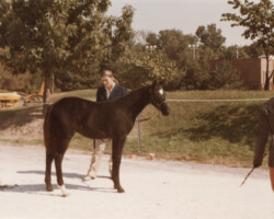Kerrymor Spotlight prepares for the Connemara foal class with Susan Baginski in 1982 at the St Louis National Charity Horse Show.
