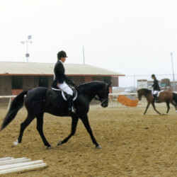 Kerrymor Spotlight warms up for a dressage test in 1986 at the West Coast Connemara Show.