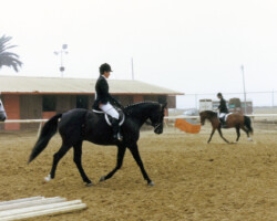Kerrymor Spotlight warms up for a dressage test in 1986 at the West Coast Connemara Show.