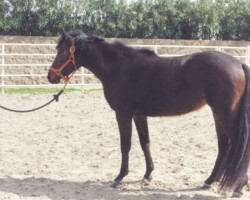 Heaven Ridge's Star of Hope in 1994.