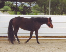 Heaven's Ridge Star of Hope at age 3 in 1994. Heaven's Ridge Star of Hope at age 3 in 1994.
