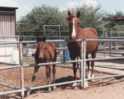 Kerrymor's True Colors with surrogate mom Molly Red in 1989.