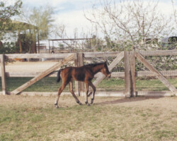 Kerrymor's True Colors as a young foal in 1989. Kerrymor's True Colors as a young foal in 1989.