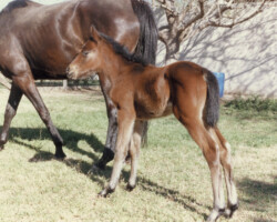 Kerrymor's True Colors as a young foal in 1989.