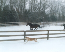 Kerrymor's True Colors canters in the snow in 1998.