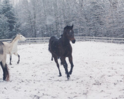 Kerrymor's True Colors canters in the snow in the early 2000s.
