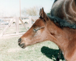 Kerrymor's True Colors as a young foal in 1989. Kerrymor's True Colors as a young foal in 1989.