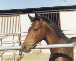 Kerrymor's True Colors in 1989. Kerrymor's True Colors in 1989.