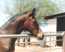 Kerrymor's True Colors in 1989. Kerrymor's True Colors in 1989.