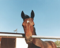 Kerrymor's True Colors in 1989.
