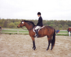 Kerrymor's True Colors poses at a dressage show in the late 1990s at the Bridlespur Hunt Club.