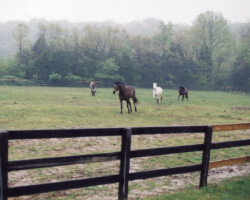 Kerrymor's True Colors gallops in her pasture in the early 2000s.