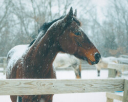 Kerrymor's True Colors in the snow in the early 2000s.