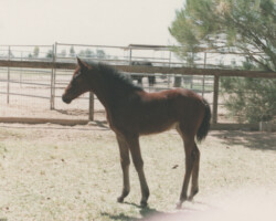 Kerrymor's True Colors as a foal in 1989.