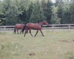Kerrymor's True Colors trots in a pasture in the 2000s.