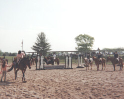 Kerrymor's True Colors wins an open hunter flat class of 20 horses in the late-1990s. Kerrymor's True Colors wins an open hunter flat class of 20 horses in the late-1990s.