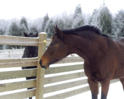 Kerrymor's True Colors with Lynfields Kiltuck in the snow.