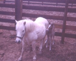 Kerrymor's Surprise as a tiny foal in 1978. Kerrymor's Surprise as a tiny foal in 1978.