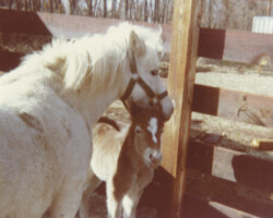 Kerrymor's Surprise as a tiny foal in 1978. Kerrymor's Surprise as a tiny foal in 1978.