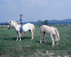 Kerrymor's Surprise and Dolly with Terry McKenna in 1978. Kerrymor's Surprise and Dolly with Terry McKenna in 1978.