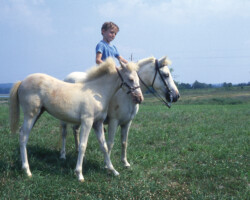 Kerrymor's Surprise and Dolly with Terry McKenna in 1978. Kerrymor's Surprise and Dolly with Terry McKenna in 1978.