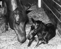 Kerrymor Teatime shortly after foaling in 1982 with Hideaway Bay. Kerrymor Teatime shortly after foaling in 1982 with Hideaway Bay.