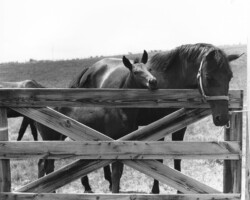 Kerrymor Teatime as a foal in 1982 with Hideaway Bay.