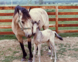 Kerrymor Texas Gold as a foal in 1980 with Kerry Gold. Kerrymor Texas Gold as a foal in 1980 with Kerry Gold.