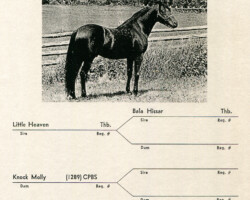 *Texas Hope's official stallion sheet. *Texas Hope's official stallion sheet.