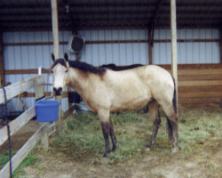 Tullymor's Tiger Nelly in 1999.