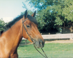 Kerrymor Amber Waves at age 3 in 1986. Kerrymor Amber Waves at age 3 in 1986.