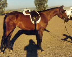 Kerrymor Amber Waves, age 3, at her first horse show in 1989.