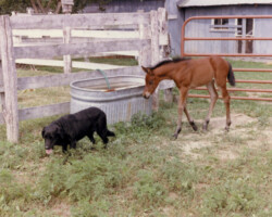 Kerrymor Amber Waves as a foal in Virginia.