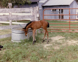 Kerrymor Amber Waves as a foal in Virginia.
