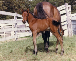 Kerrymor Amber Waves as a foal in Virginia.