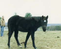 Ridgetop Dark Rosaleen in 1987. Ridgetop Dark Rosaleen in 1987.