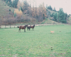 *Morning Dew in 1975 at Lynfields Farm in Vermont.
